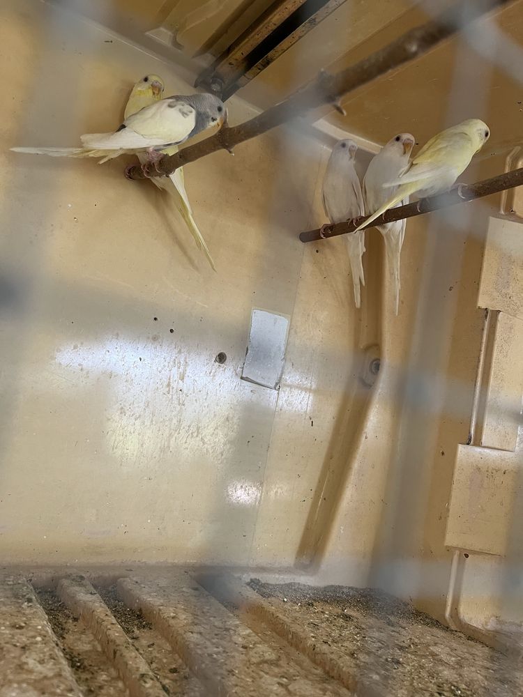 Disponives varios tipos de aves