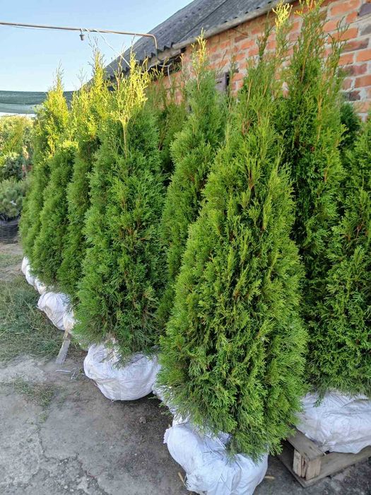 Туя Смарагд оптом з поля - Кременчук, 1-1.2м. Власна доставка.