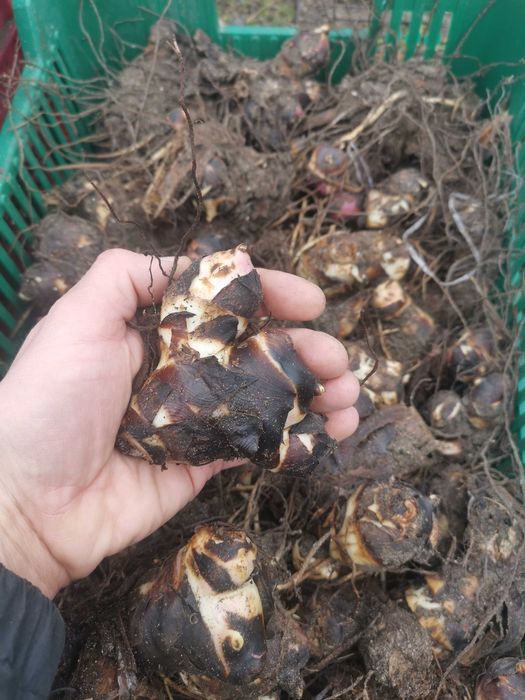 Canna Kanna PACIORECZNIK PRESIDENT-3 szt duże sadzonki