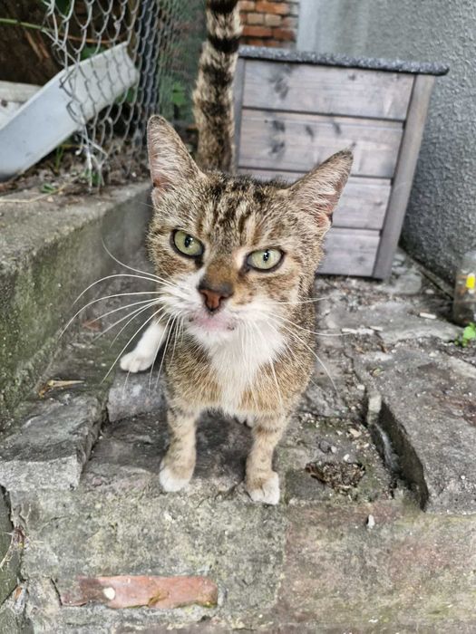 Stary kot został sam na ulicy  :(