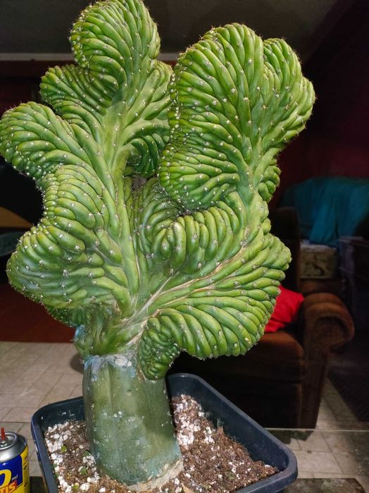 catosanpedro.cristata