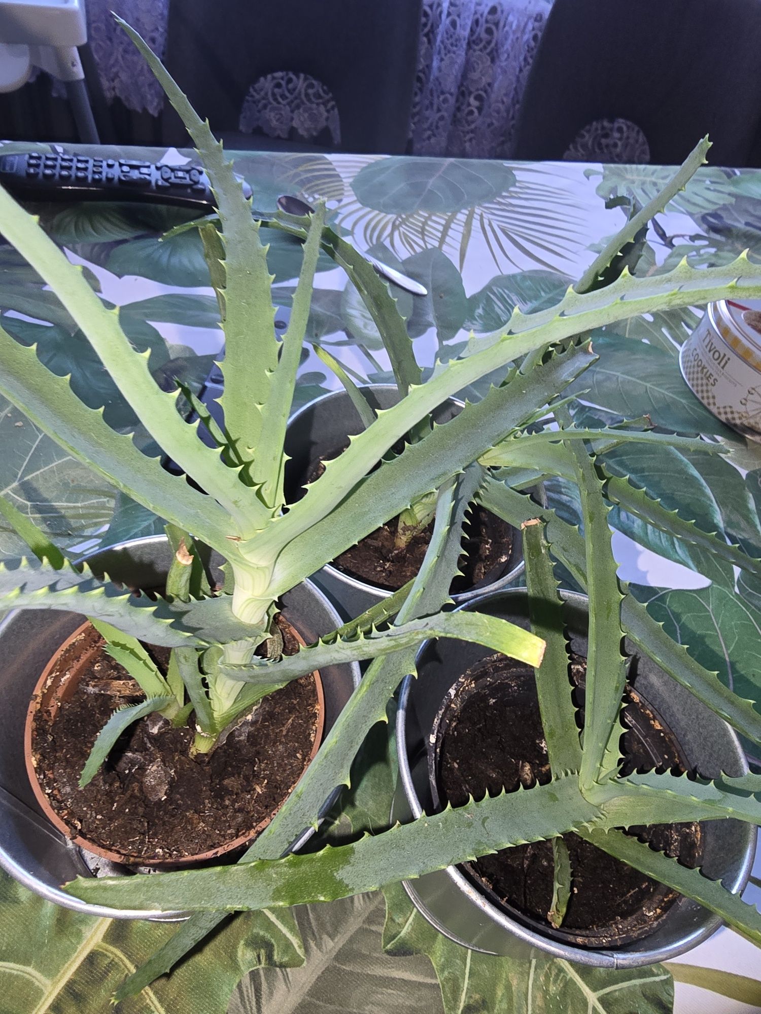 ALOES ROŚLINA przygotowana do dalszej pielęgnacji