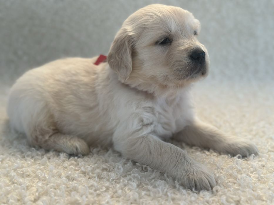 06.09 Золотисті Ретривери КСУ