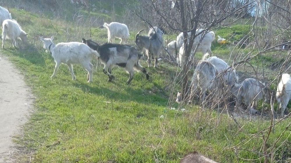 Продам коз больших и маленьких