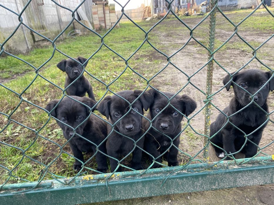 Szczeniaki do oddania