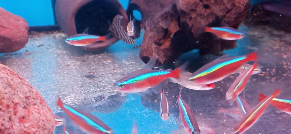 Neon czerwony , Paracheirodon axelrodi