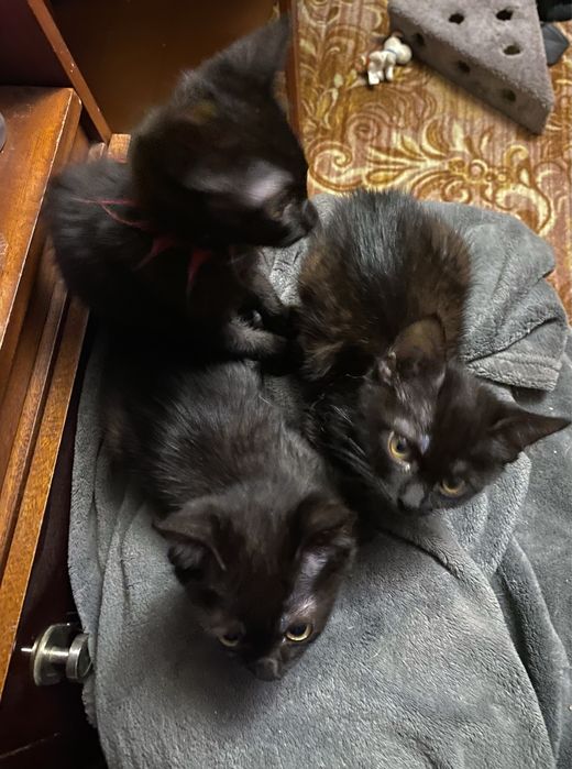 Котики які приносять вдачу