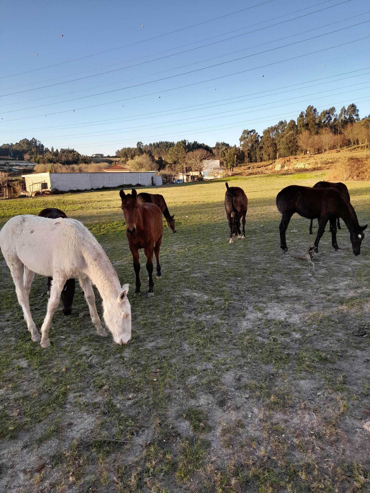 poldros  novos  cavalos  eguas   prenhas  LUZITANOS