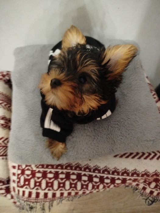 Samiec  York terrier śliczny malutki piesek z rodowodem