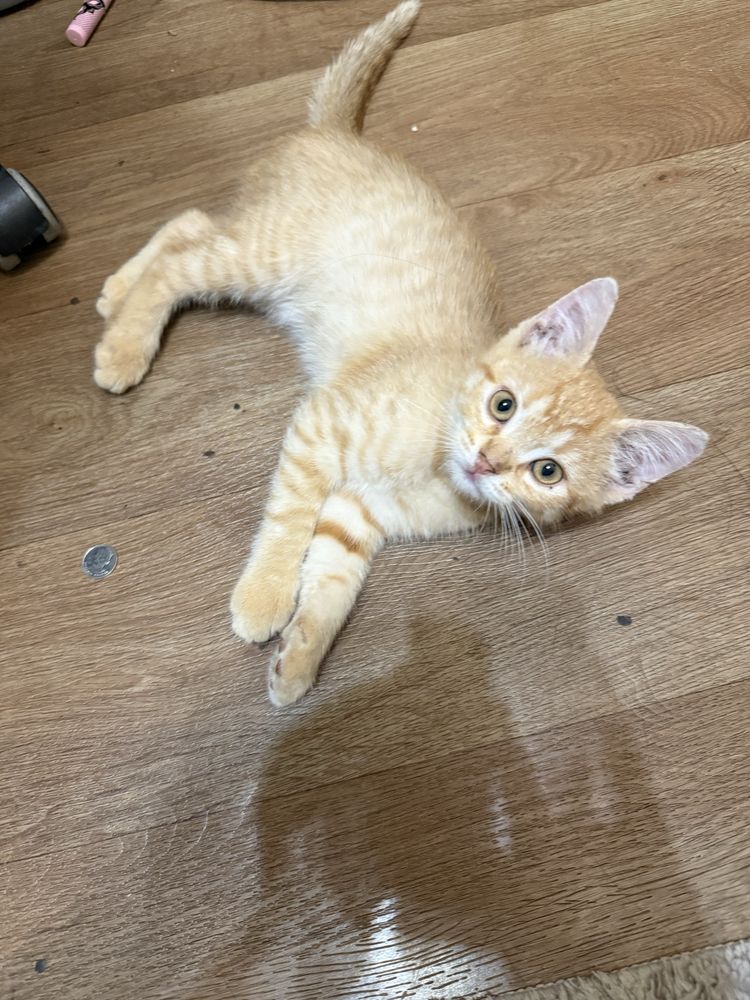 Кошеня у добрі руки хлопчик
