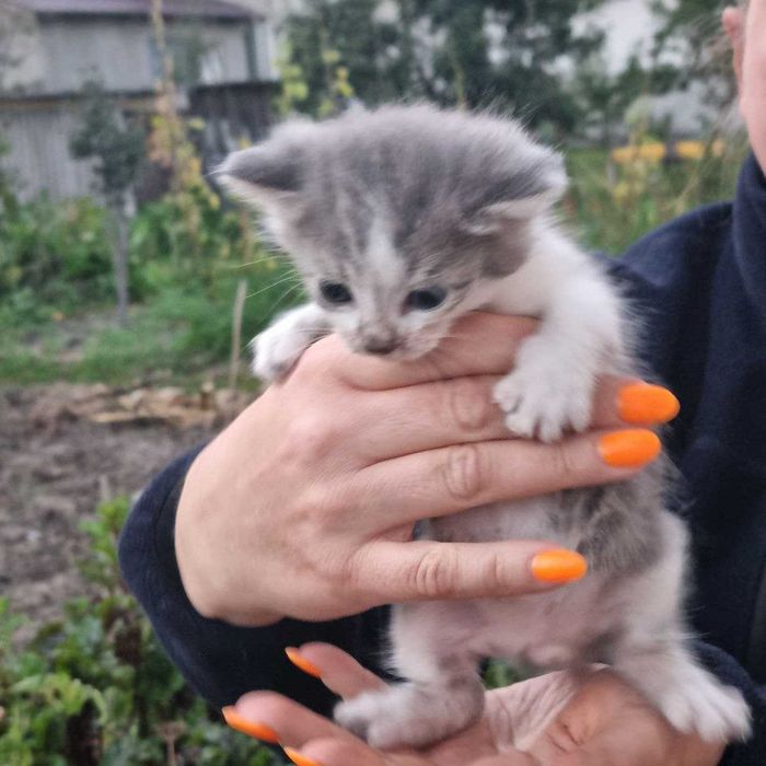 Безкоштовно. Милі кошенята .  Доставимо.