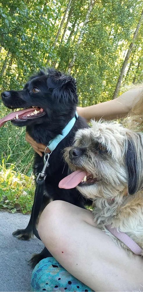 Shitzu i czarnula do adopcji. W dwupaku.