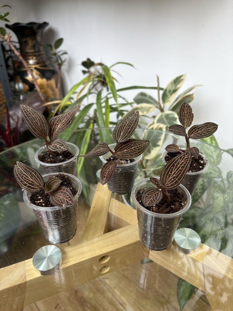 Саргоглотіс Sarcoglottis Sceptrodes*Sib, Лудізія Альба, дісколор,