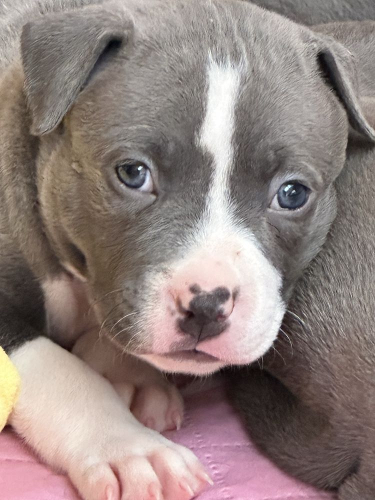 America Staffordshire Bull Terrier