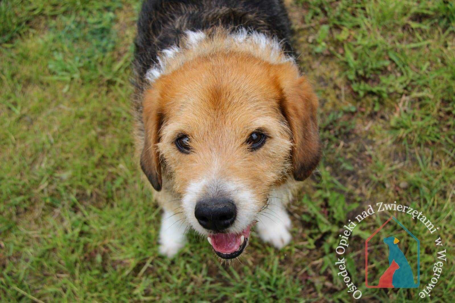 ŚLICZNY, ŁAGODNY, oddany - kocha ludzi, lubi bawić się piłką ADOPTUJ