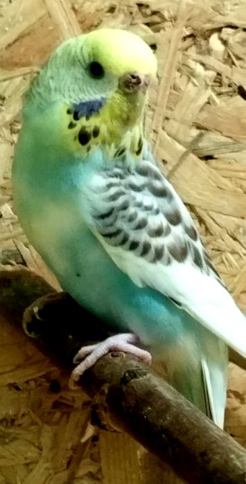 Zamiana paużki falistej