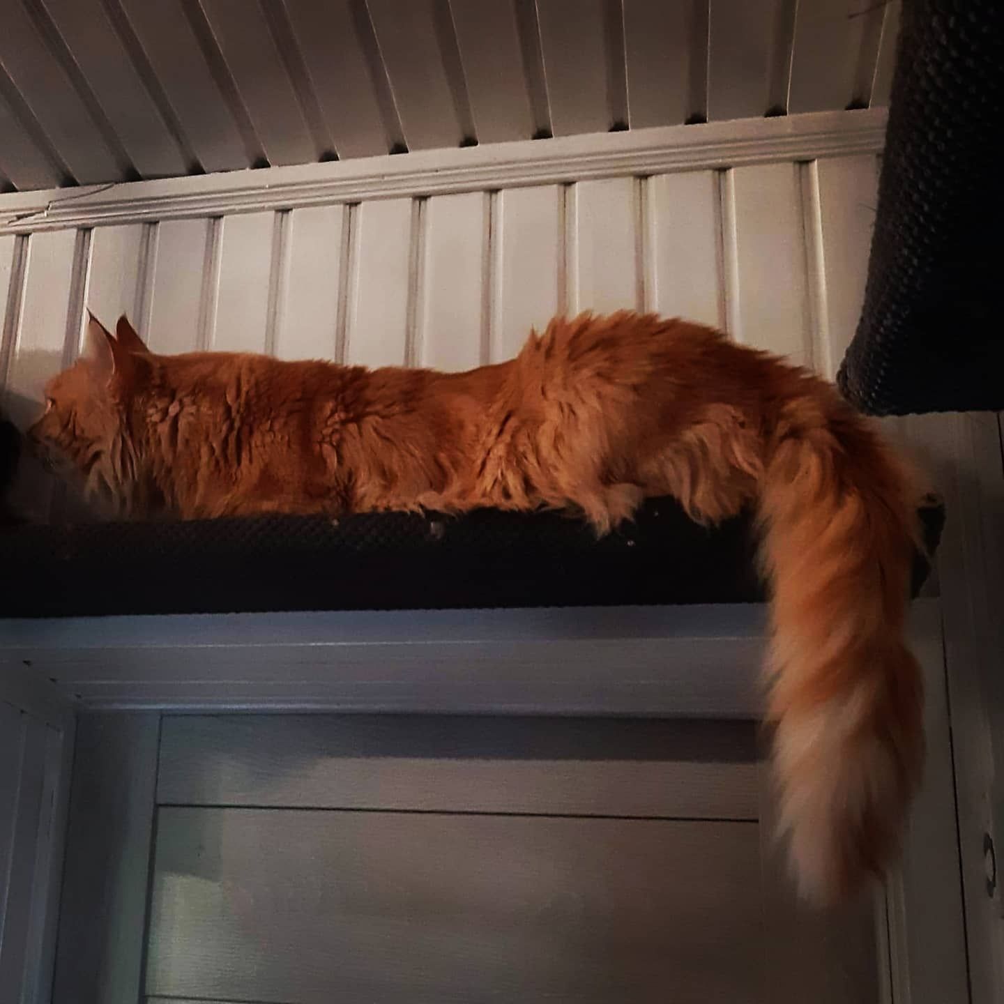 Reproduktor Maine Coon