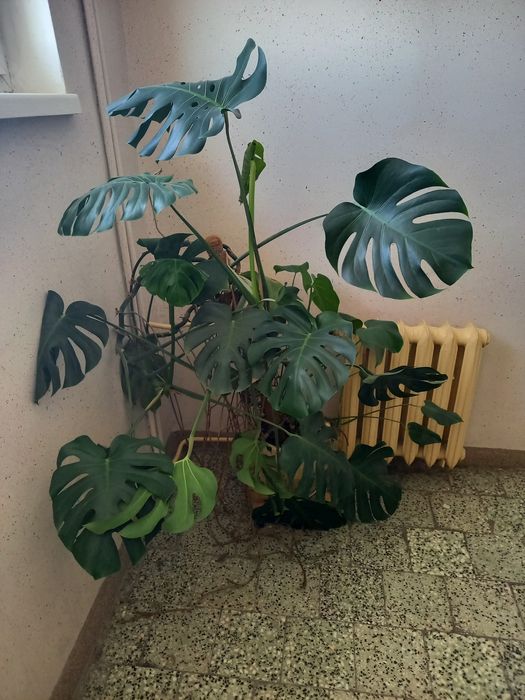 Monstera duży okaz