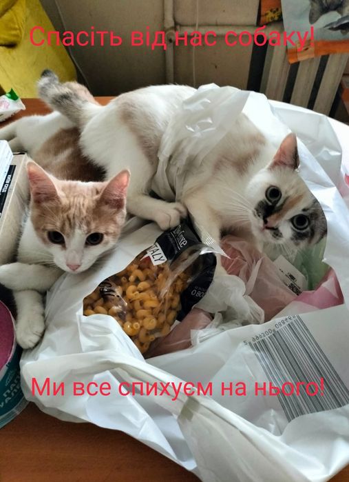 Віддам собаку безкоштовно Тамерлан