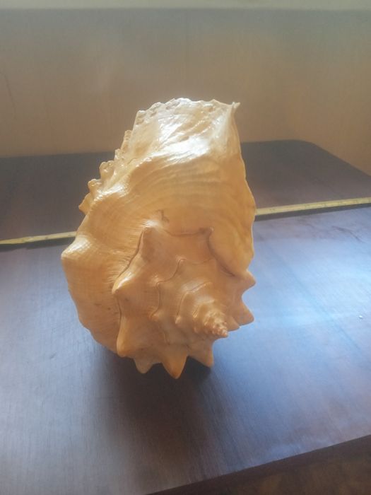 Ракушка правильной формы в идеальном состоянии СРОЧНО ТОРГ