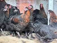 Casais galinhas marans ovos de chocolate