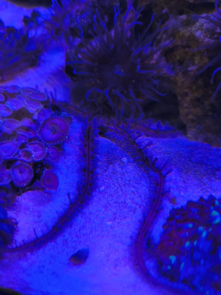 Ophiomastix annulosa wężowidło