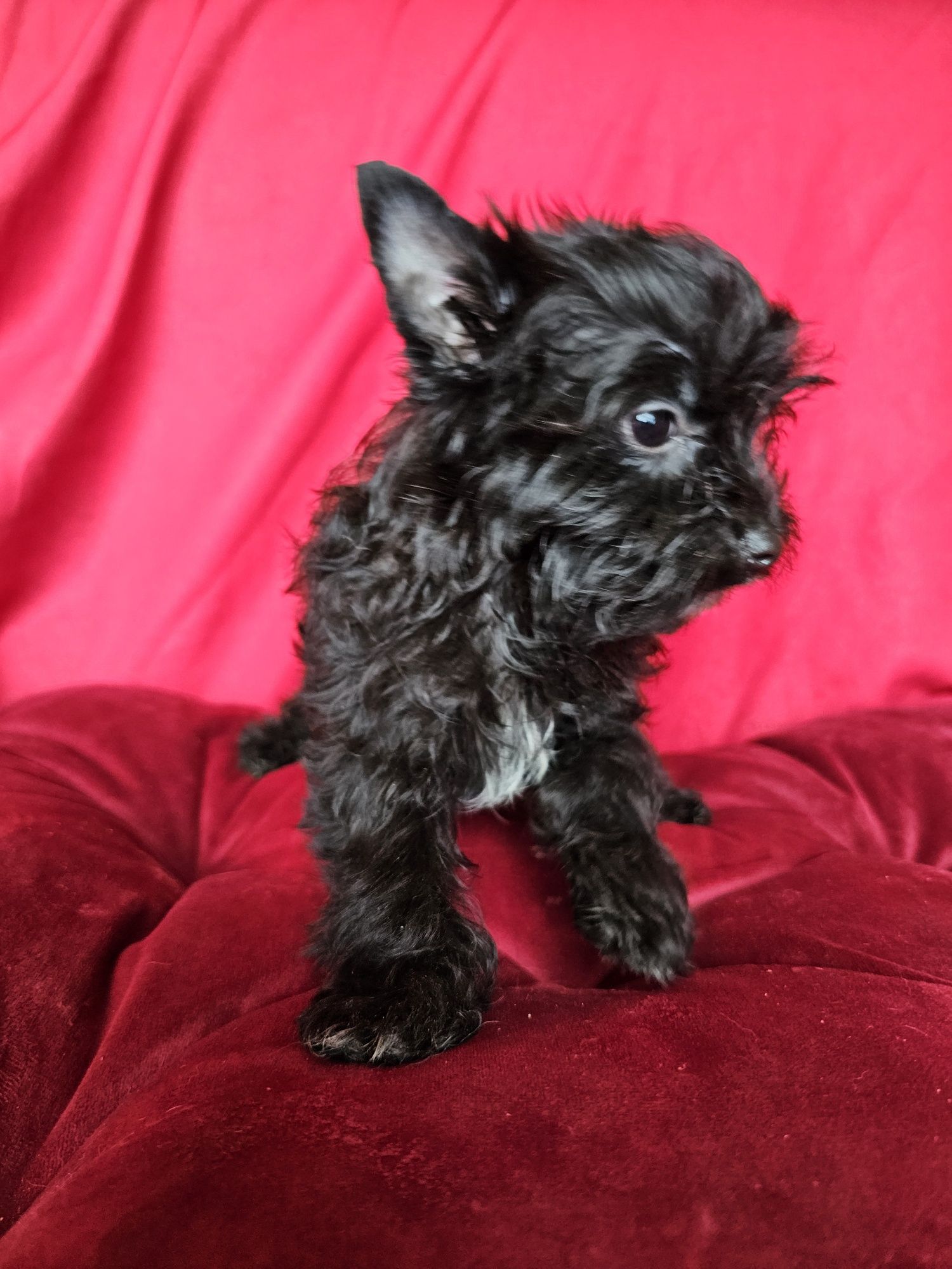 York terrier black suczka