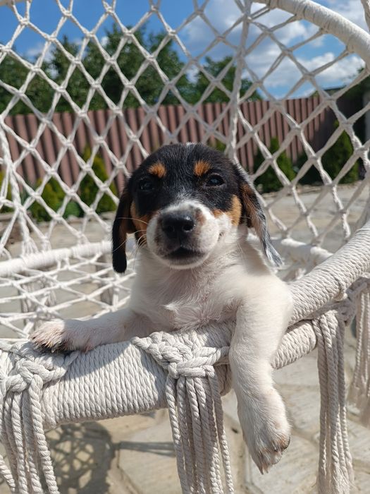 В редком окрасе девочка