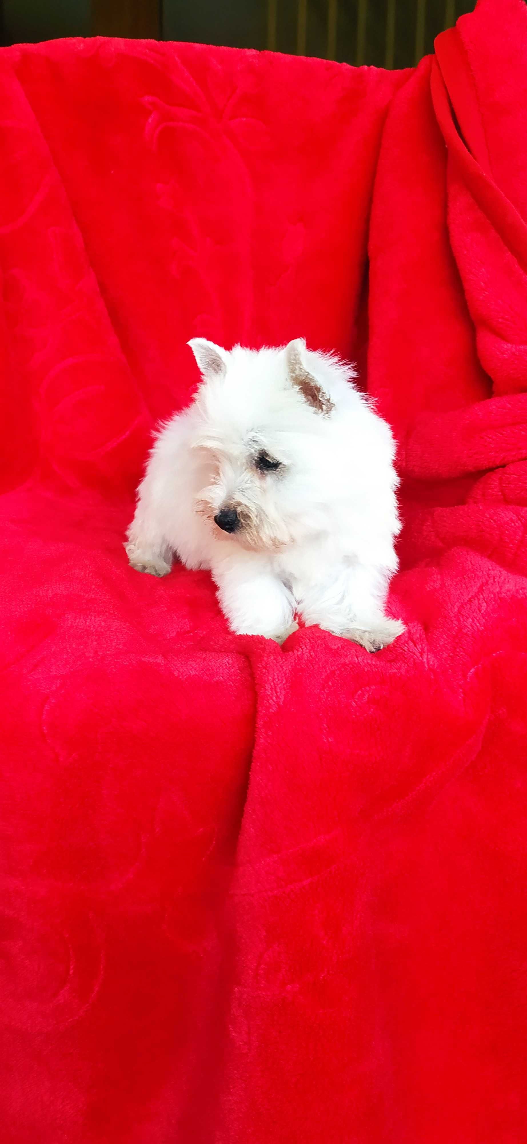West Highland White Terrier