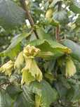 Orzechy laskowe zielone 5kg