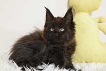 Czarny Kocurek Maine Coon/Rodowód FPL