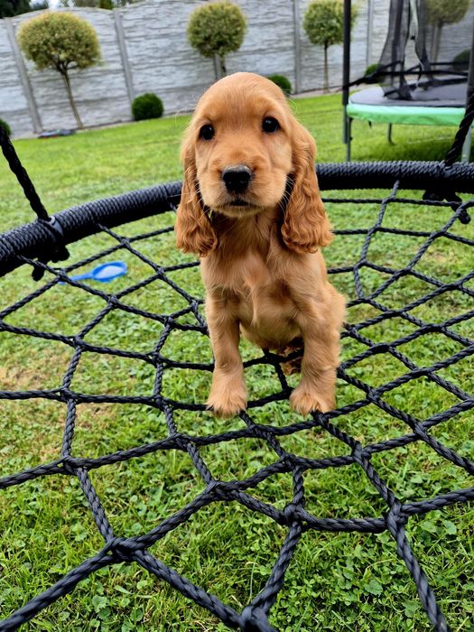 Suczka cocker spaniel