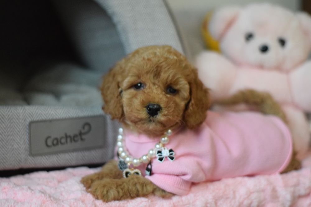 Міні собачки мальтіпу. Мальтипу красуні і красені найкращі