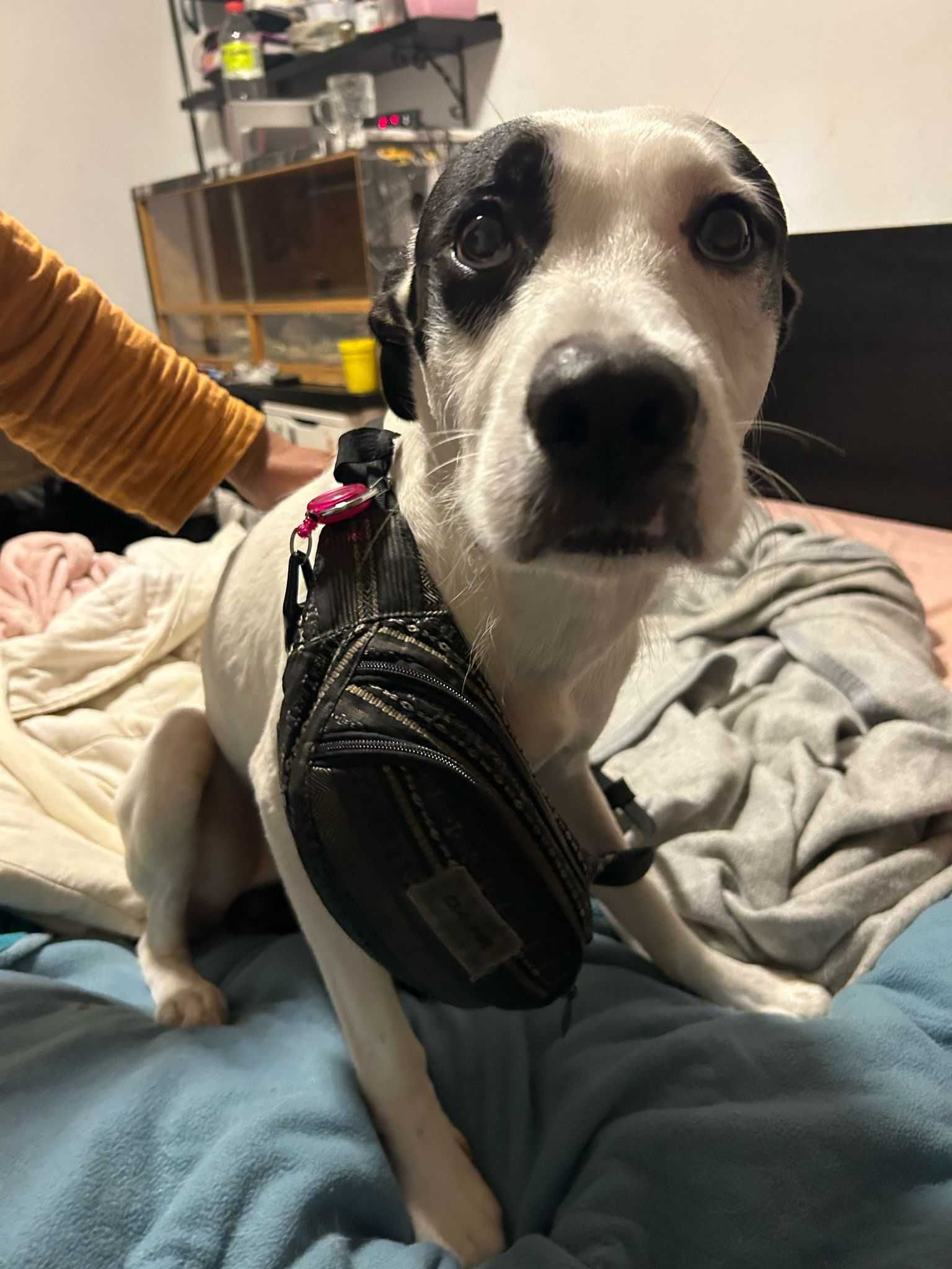 Vader - Cão meigo para adoção