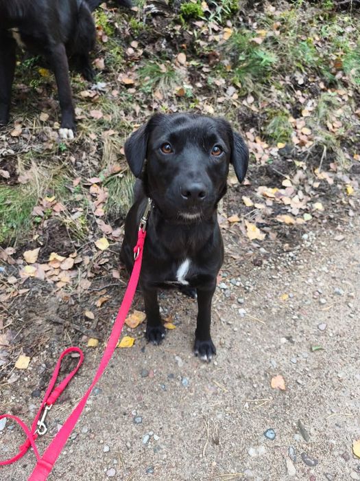 Urocza mini labradorka Kokosanka szuka domu!