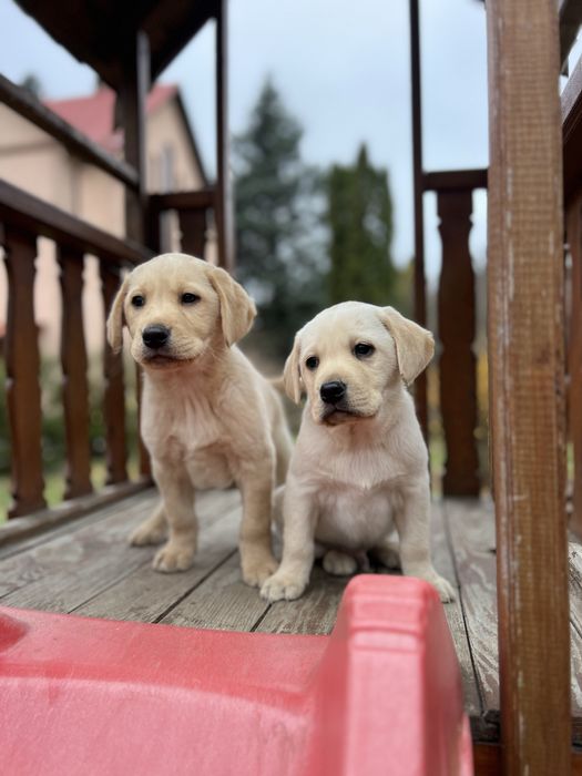 У нас найкращі Лабрадори