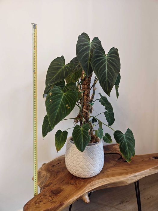 Philodendron Splendid