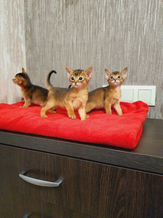 Абиссинские малыши.