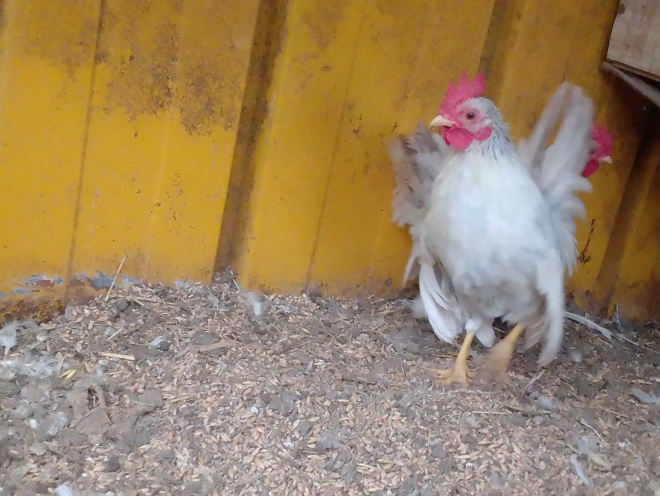 Serama malezyjska para