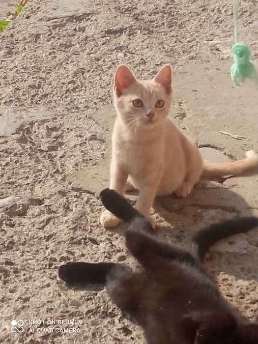 Кіт,котик,кошеня,киця