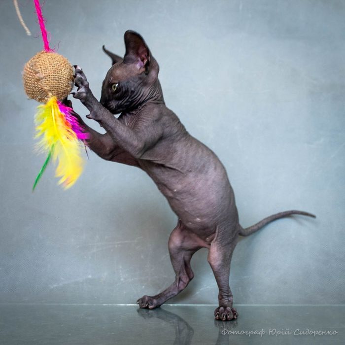 Канадский сфинкс, эльф,голубые глаза,самые крутые уши,мальчик