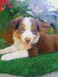 Border Collie  czekoladowy, niebieskie oczy, UNIKAT!