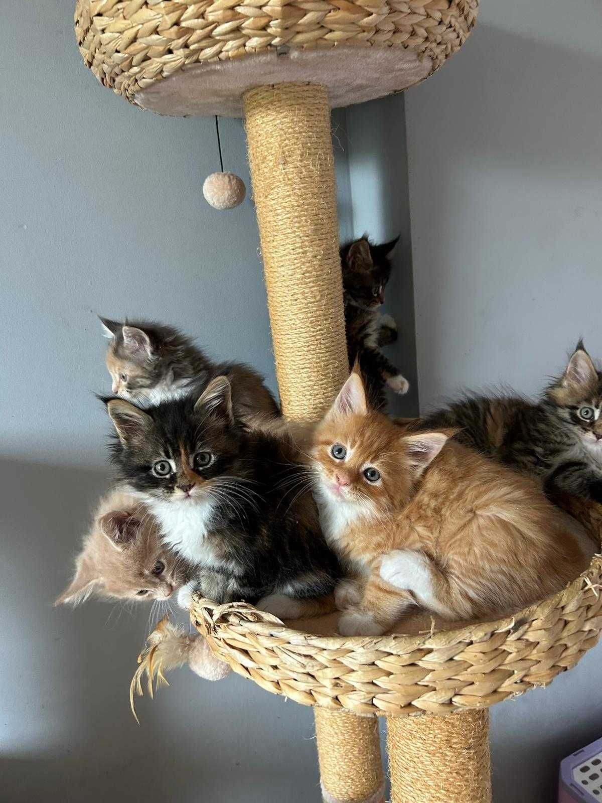 Kotka Maine Coon