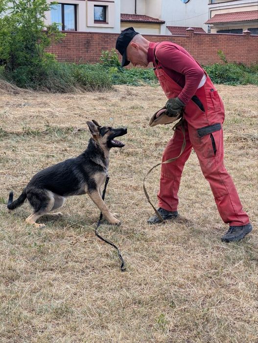 Підрощєна дівчинка німецької вівчарки робочого розведення