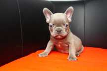 Buldog Francuski-Suczka Blue