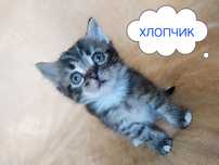 Віддам в добрі руки котика