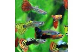 Аквариумные рыбки гуппи,  моллинезия валифера - снежинка. Разные.