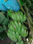 Bananeira, Anona, figueira, amora sem picos...