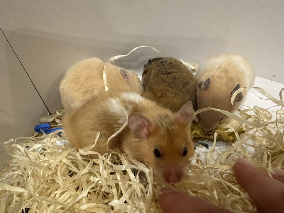 Хомка чудовий та вирощений в любові