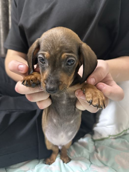 Продам цуценя карліковоі такси